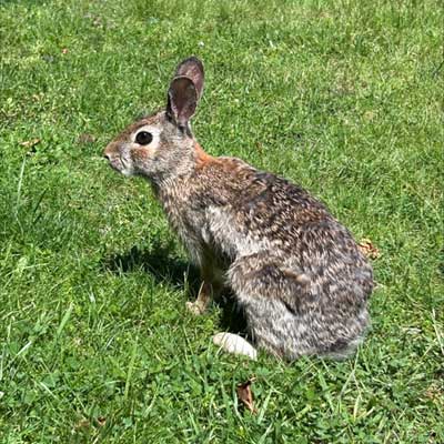 image of a rabbit on a Reading Housing Authority building lawn